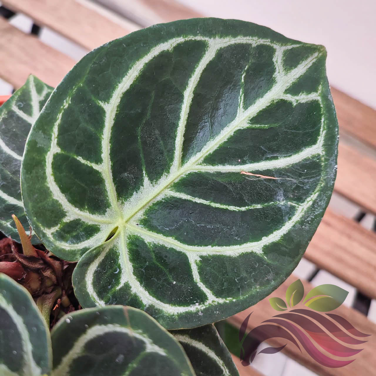 Anthurium Dorayaki Original FREE Phytosanitary