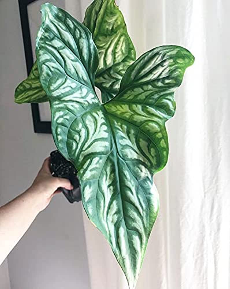 Cercestis Mirabilis Calladium Tatto | Free Phytosanitary Certificates | DHL Express