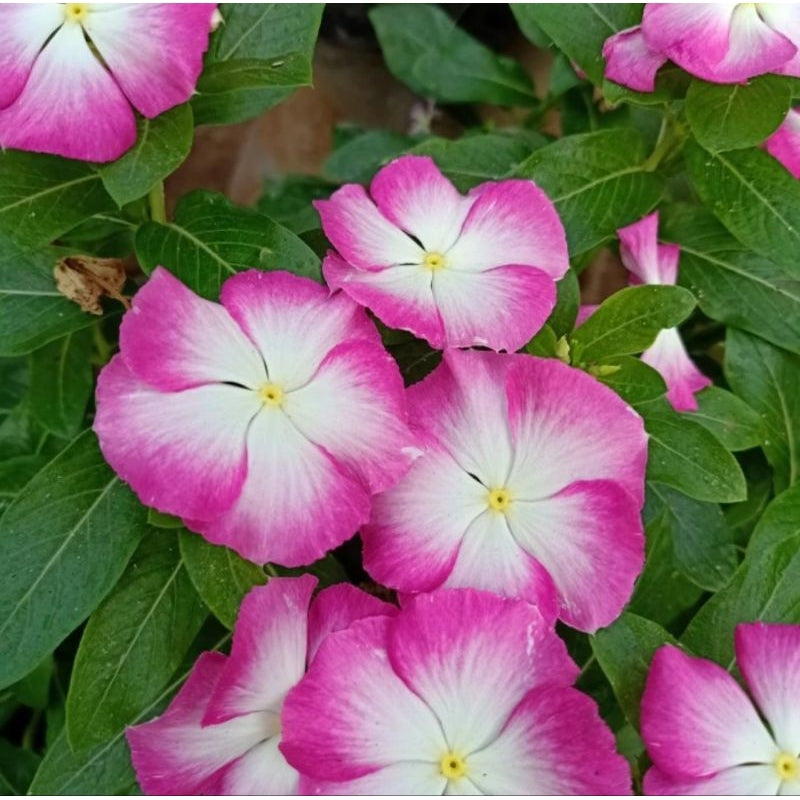 Varietas Premium Vinca Seeds Ningrum White Splash (1 pack contain 100,50 & 20 Seeds)