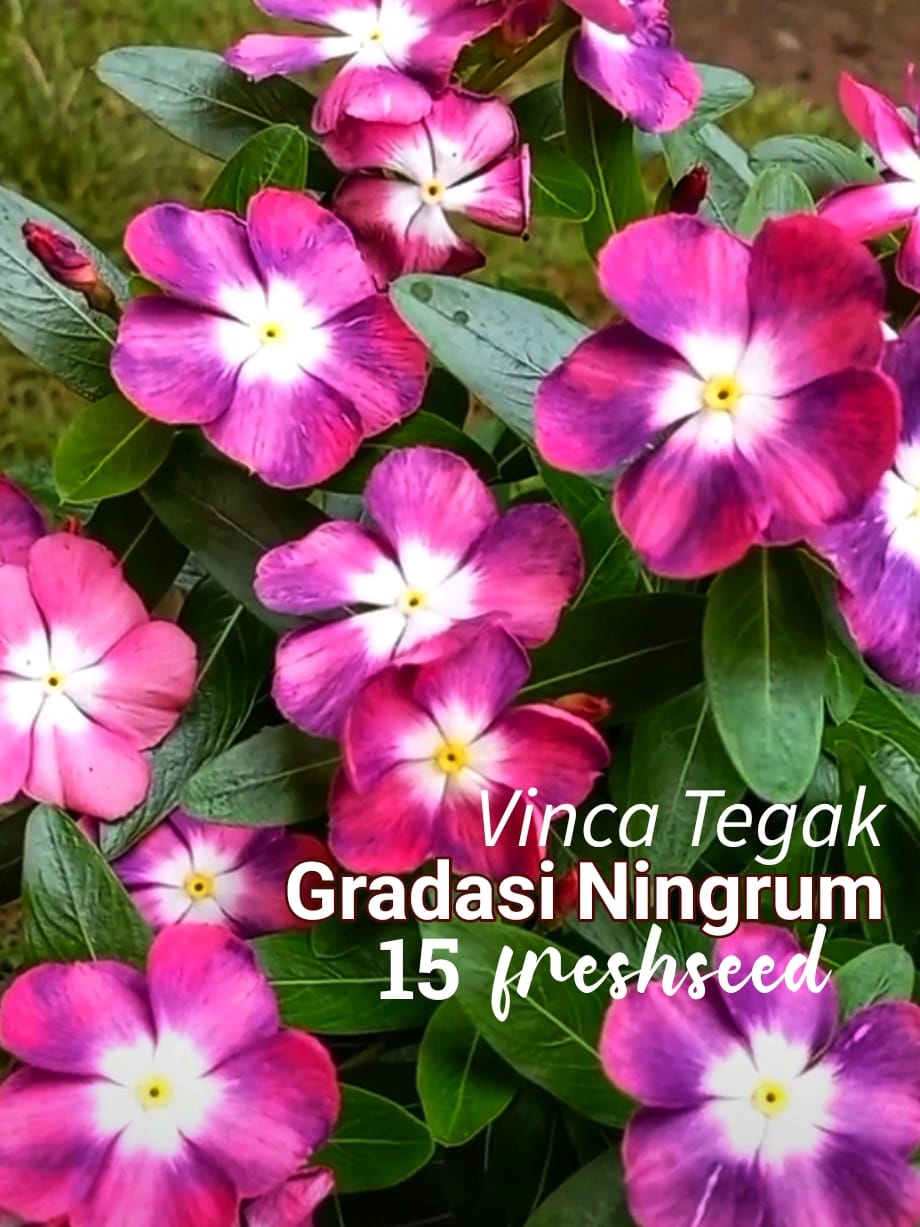 Varietas Premium Vinca Ningrum Gradasi (1 pack contain 100,50 & 20 Seeds)
