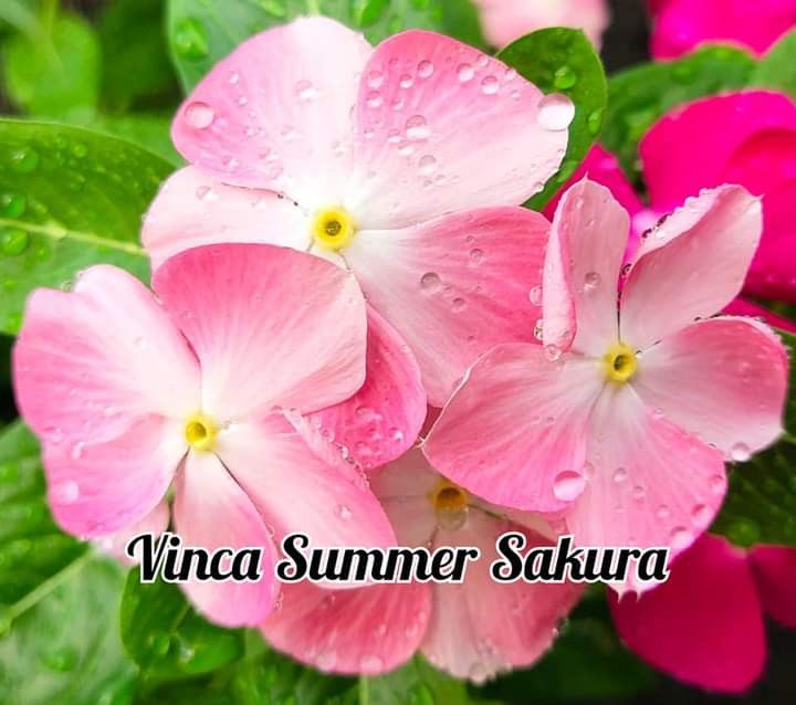 Varietas Premium Vinca Seeds Sakura Summer (1 pack contain 100,50 & 20 Seeds)
