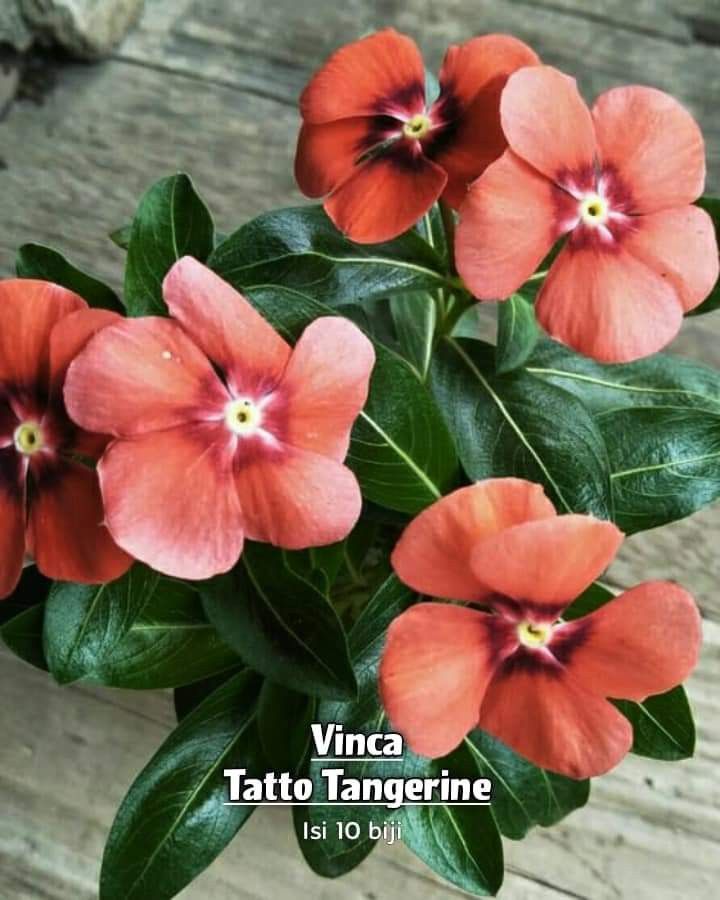 Varietas Premium Vinca Seeds Tattoo Orange(1 pack contain 100,50 & 20 Seeds)