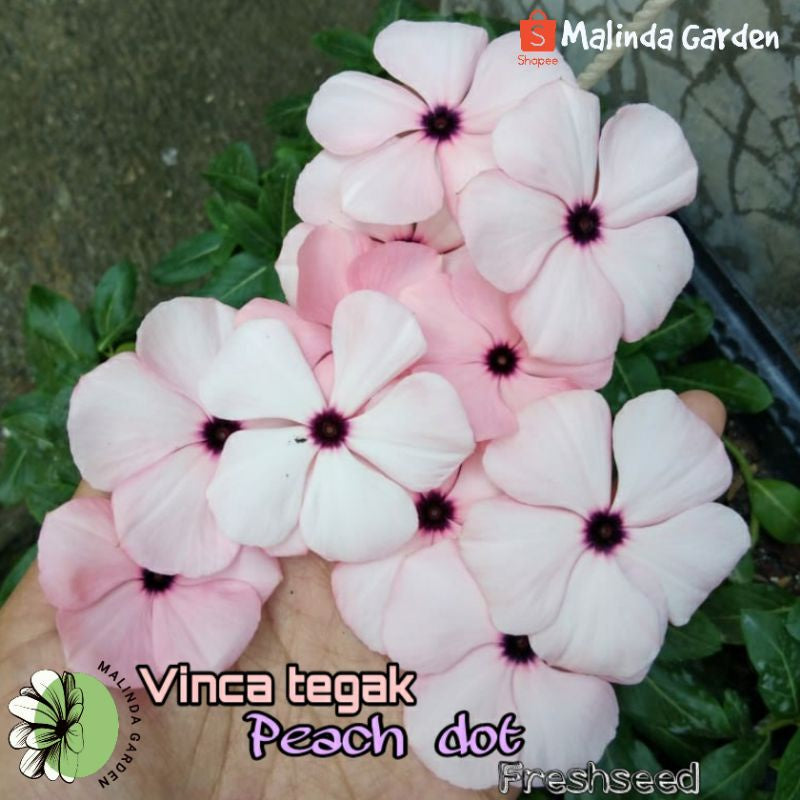 Vinca Pink Blue Eye & Peach Dot (1 pack contain 100,50 & 20 Seeds)