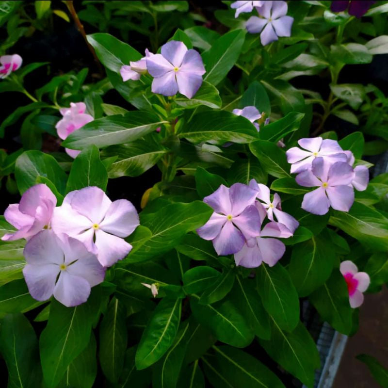 Varietas Premium Vinca Seeds Cool Summer (1 pack contain 100,50 & 20 Seeds)