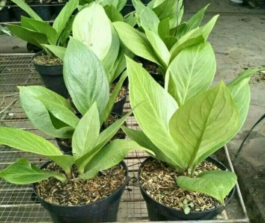 Anthurium Jemani Cobra FREE Phytosanitary