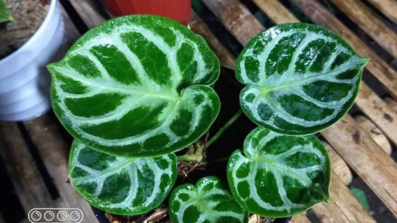 Anthurium Dorayaki Silver FREE Phytosanitary