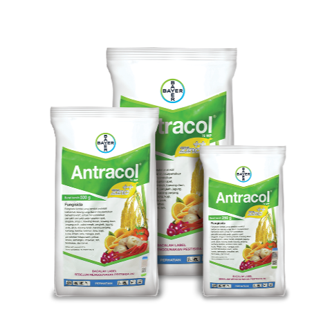Fungicide Antracol 70 WP 250 Gram