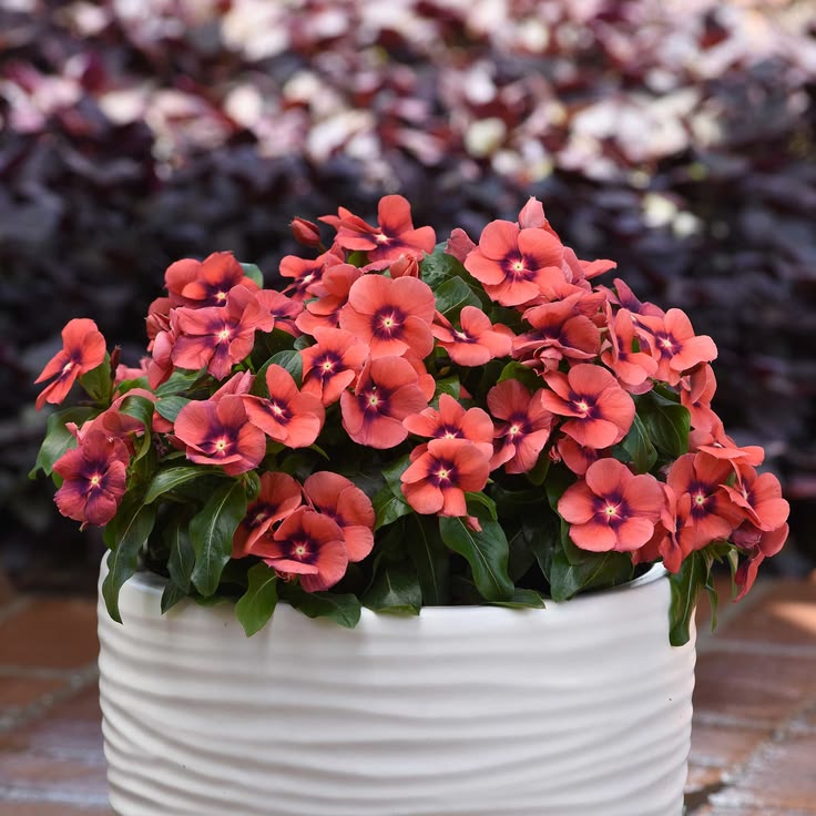 Varietas Premium Vinca Seeds Nirvana Dark Orange (1 pack contain 100,50 & 20 Seeds)