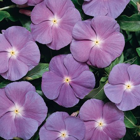 Varietas Premium Vinca Seeds Exotic Purple Eye (1 pack contain 100,50 & 20 Seeds)
