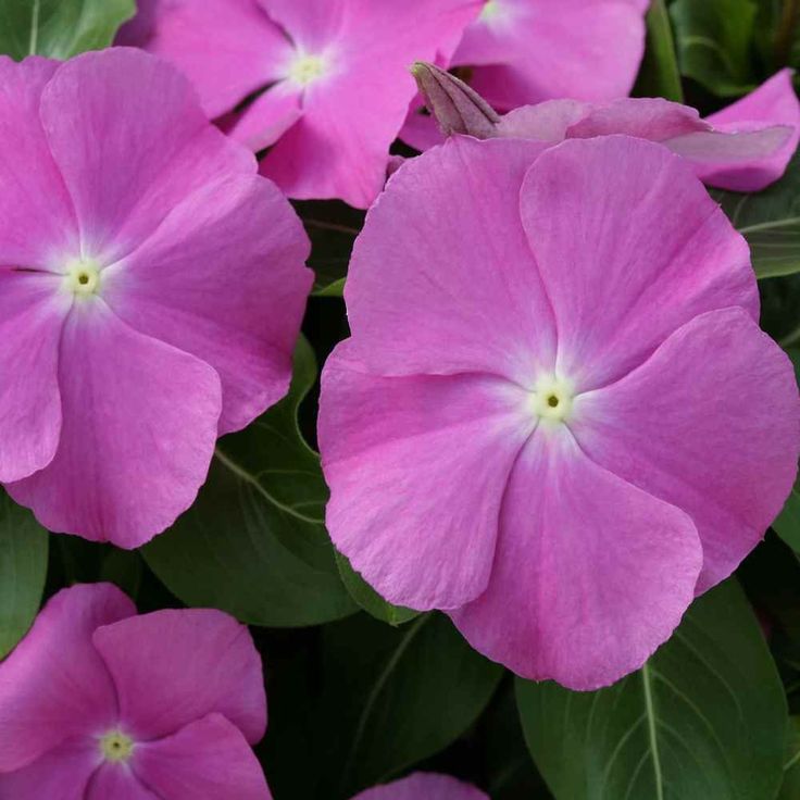 Varietas Premium Vinca Seeds Exotic Purple Eye (1 pack contain 100,50 & 20 Seeds)
