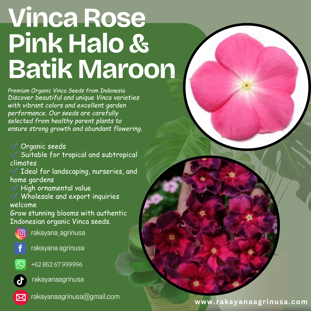 Vinca Rose Pink Halo & Batik Maroon (1 pack contain 100,50 & 20 Seeds)