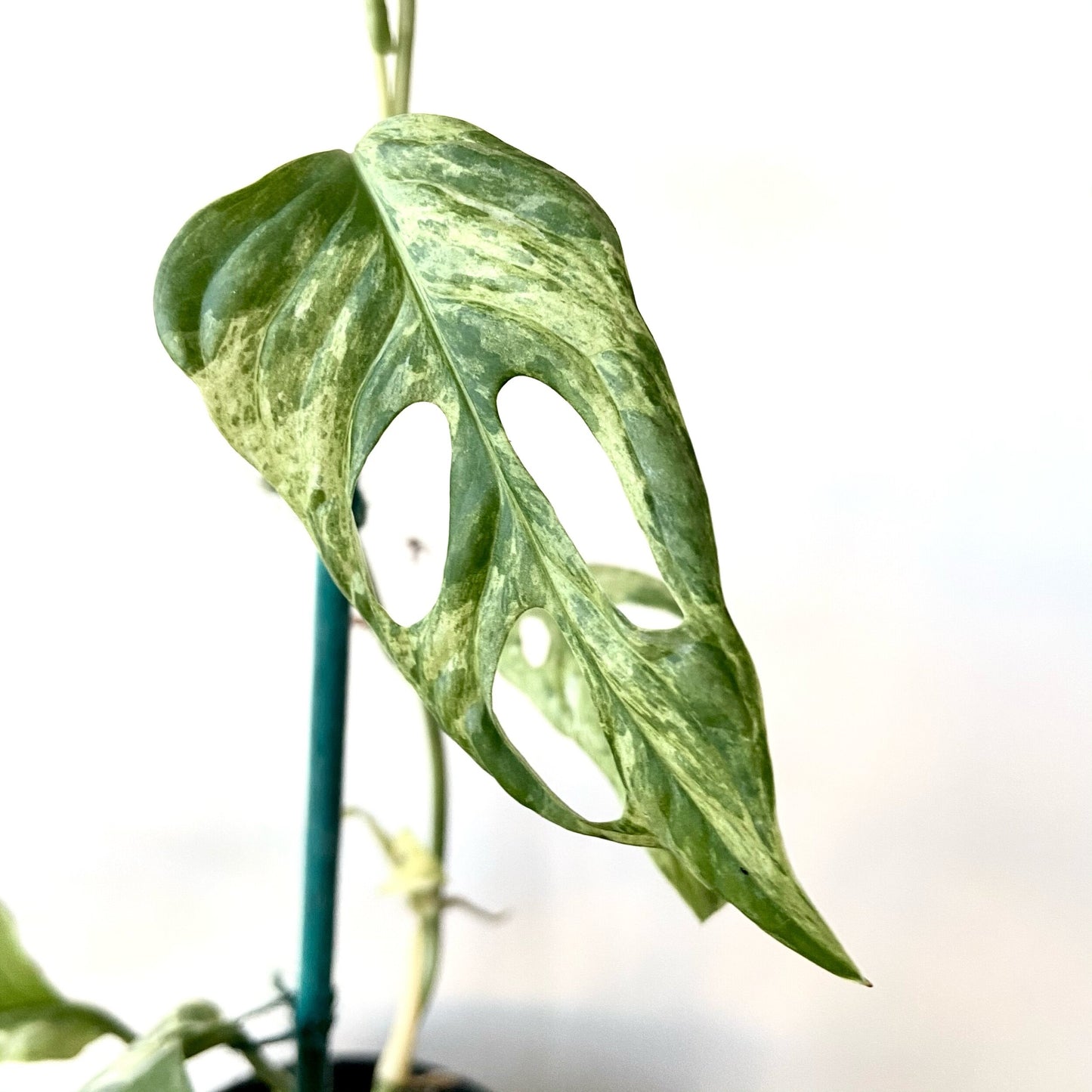 Monstera Andansoni Variegated Indonesia