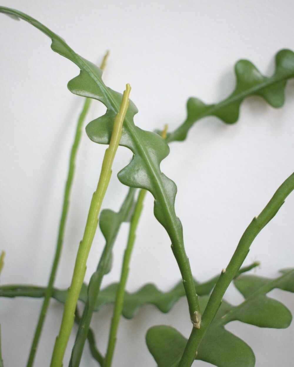 Epiphyllum Anguliger (Fishbone Cactus) Live Cuttings, Kadupul Flower Plants 2 Rooted cuttings FREE PHYTOSANITARY