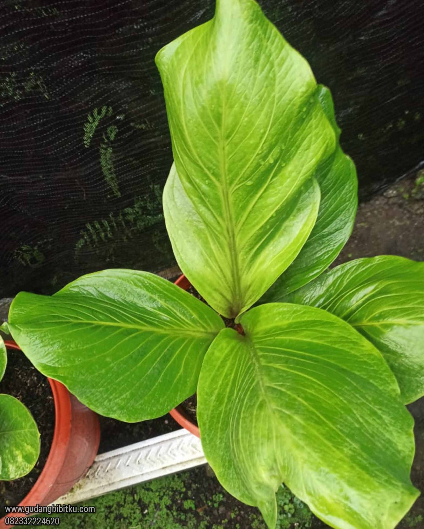 Anthurium Jemani Cobra FREE Phytosanitary