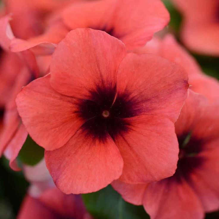 Varietas Premium Vinca Seeds Nirvana Dark Orange (1 pack contain 100,50 & 20 Seeds)