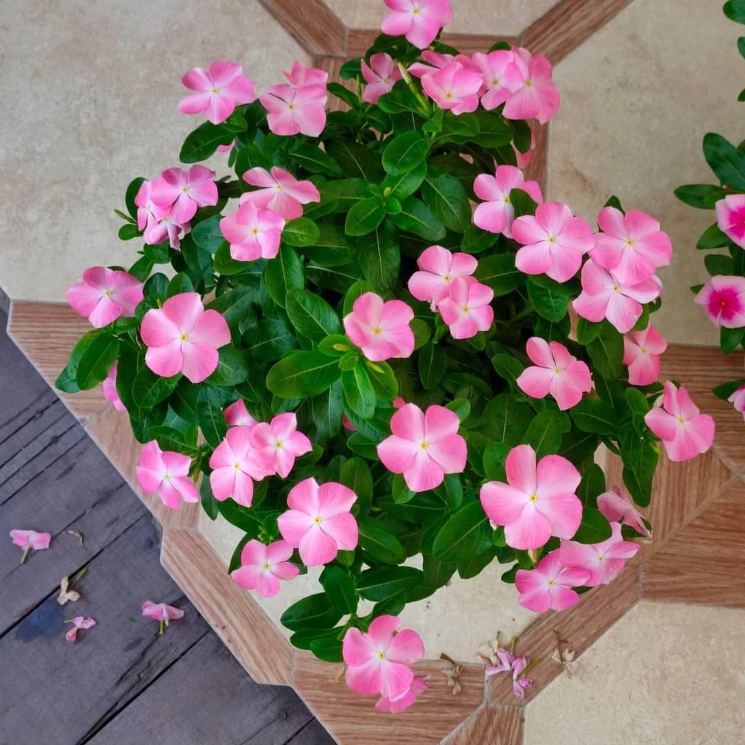 Varietas Premium Vinca Seeds Sakura Summer (1 pack contain 100,50 & 20 Seeds)