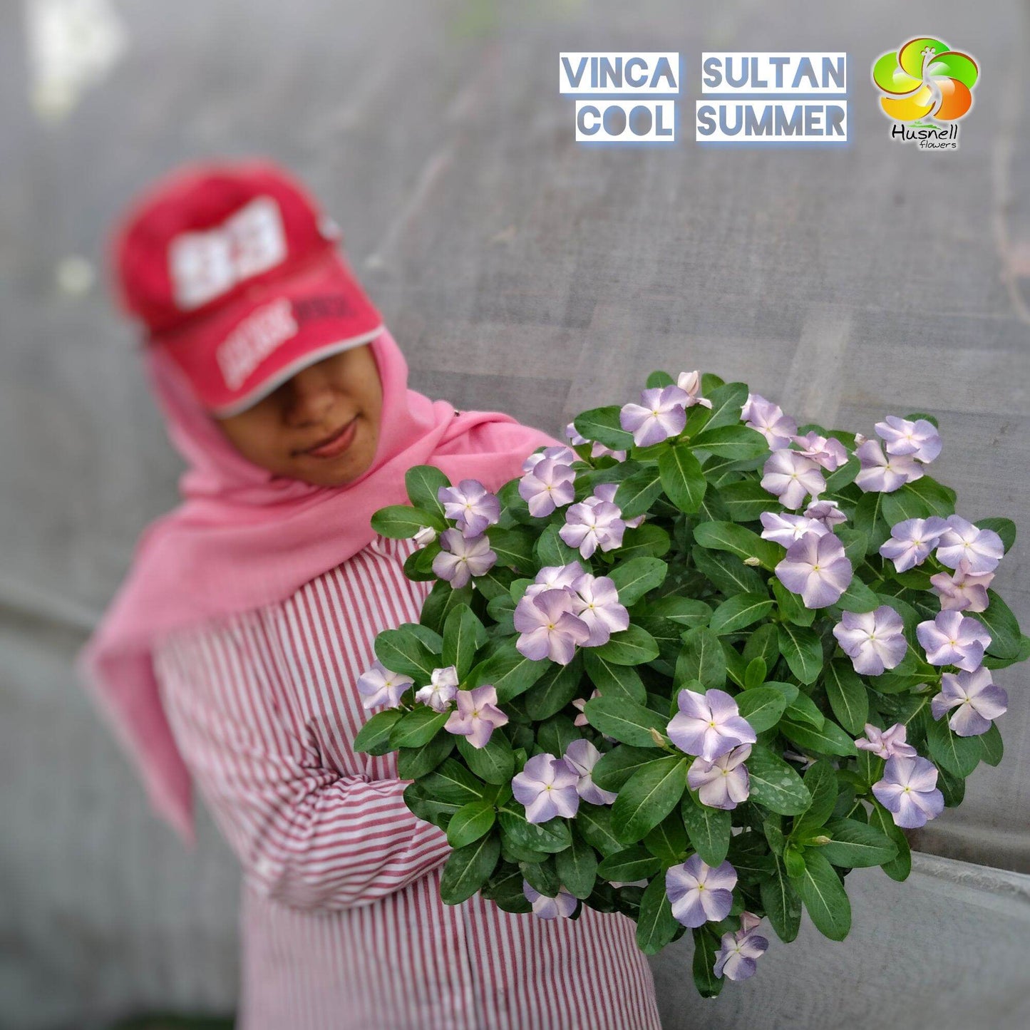 Varietas Premium Vinca Seeds Cool Summer (1 pack contain 100,50 & 20 Seeds)