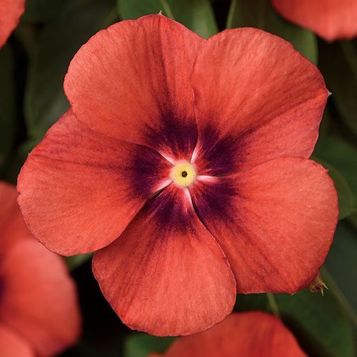 Varietas Premium Vinca Seeds Nirvana Dark Orange (1 pack contain 100,50 & 20 Seeds)