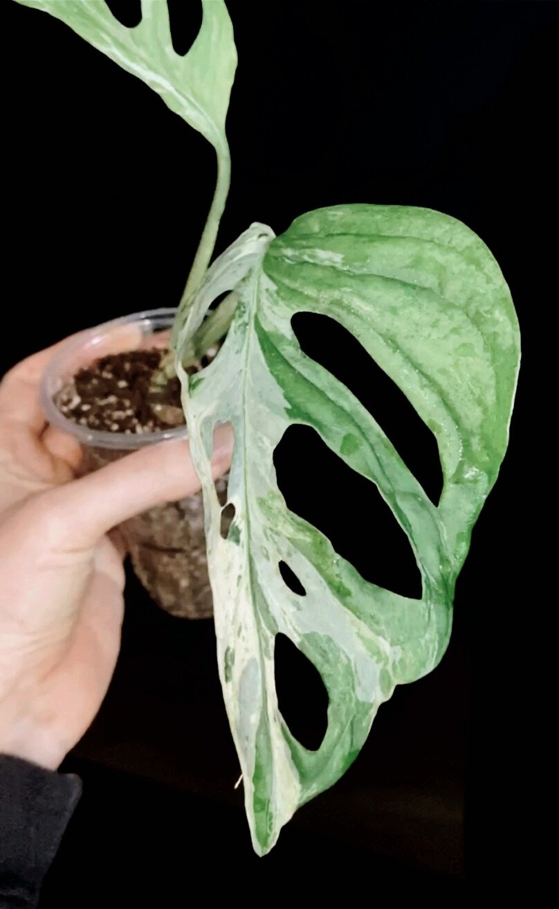 Monstera Andansoni Variegated Indonesia