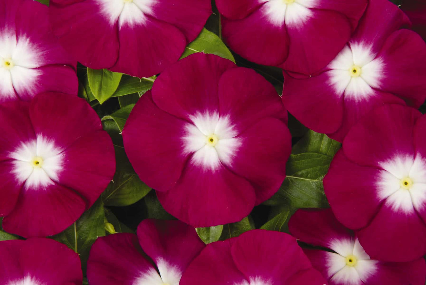 Varietas Premium Vinca Seeds Scarlet Ring Halo(1 pack contain 100,50 & 20 Seeds)