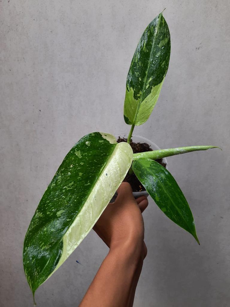 PHILODENDRON Josee Buono Variegated Free Phytosanitary