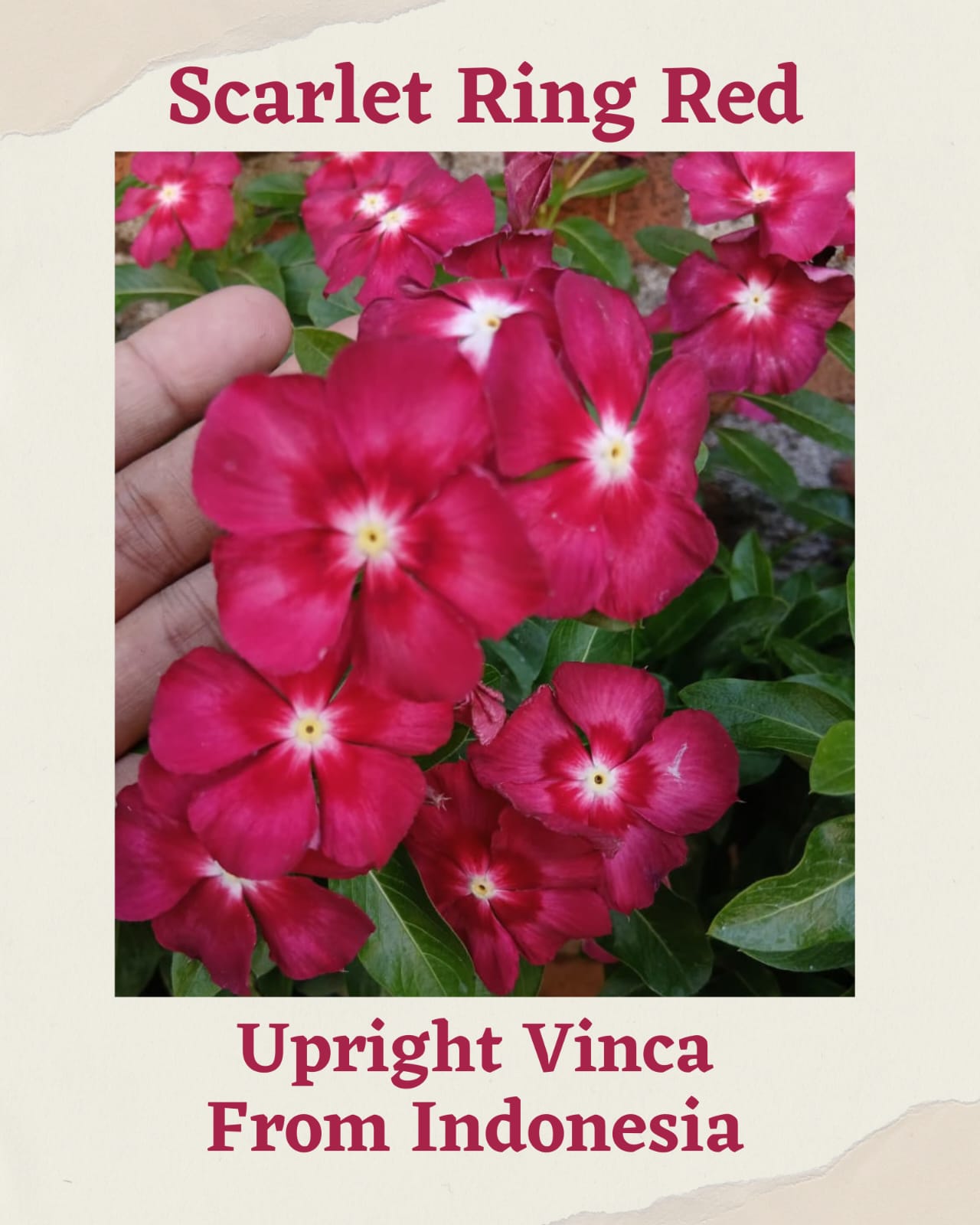 Varietas Premium Vinca Seeds Scarlet Ring Red (1 pack contain 100,50 & 20 Seeds)