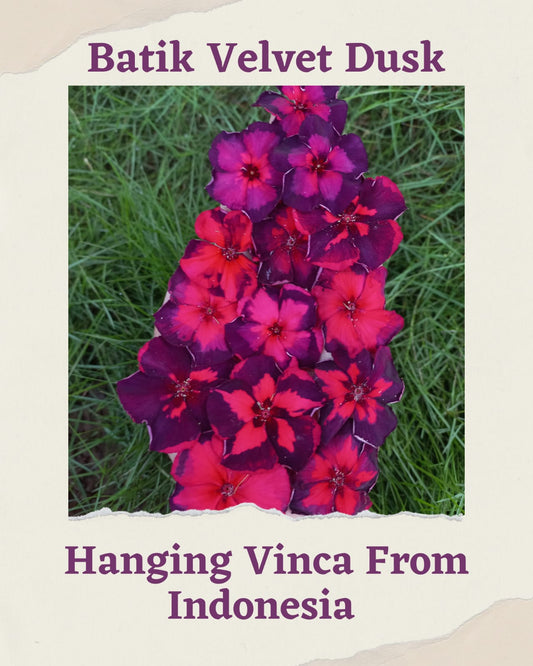 Varietas Premium Vinca Seeds Batik Velvet Dusk (1 pack contain 100,50 & 20 Seeds)