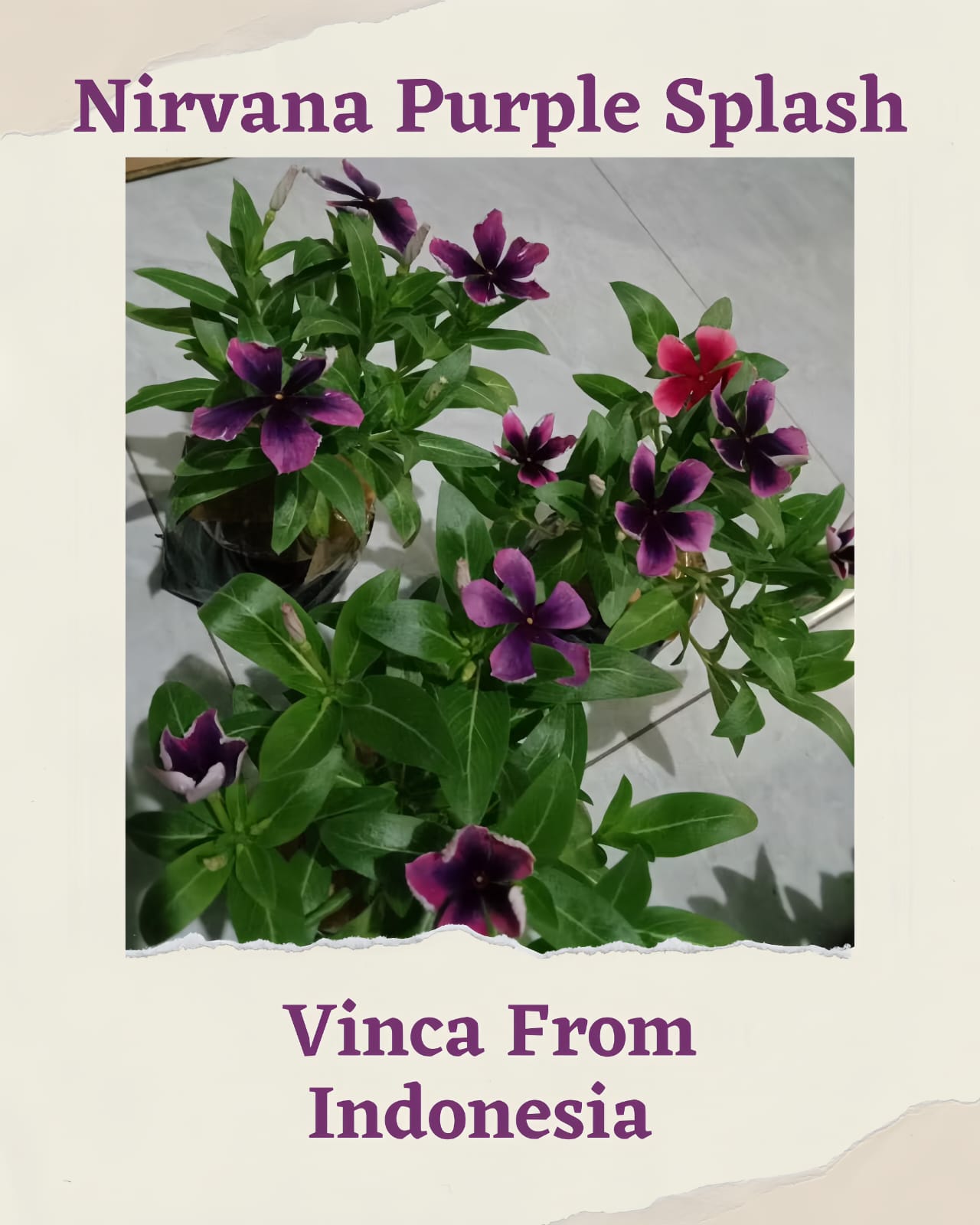 Varietas Premium Vinca Seeds Nirvana Purple Splash (1 pack contain 100,50 & 20 Seeds)
