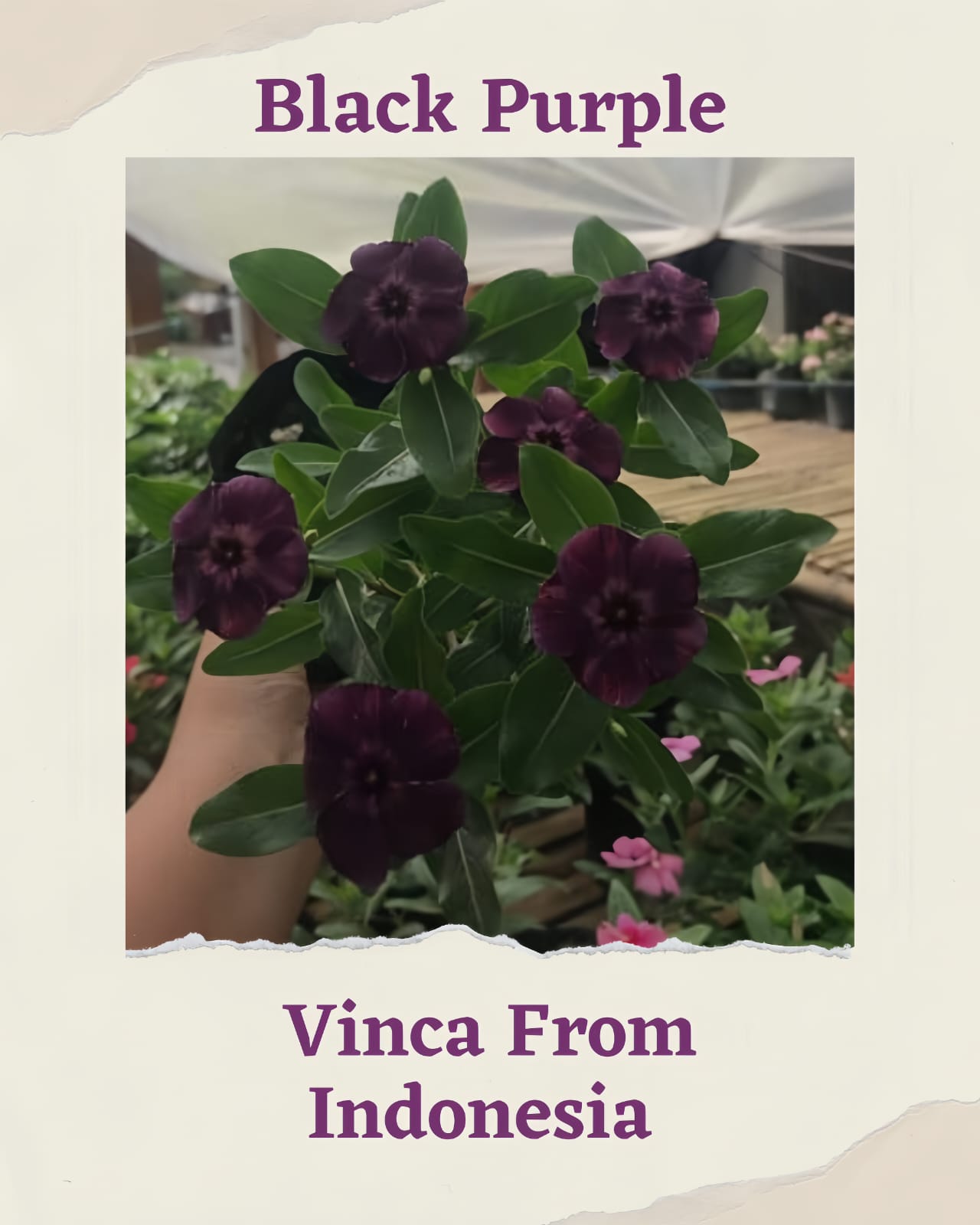 Varietas Premium Vinca Seeds Black Purple (1 pack contain 100,50 & 20 Seeds)