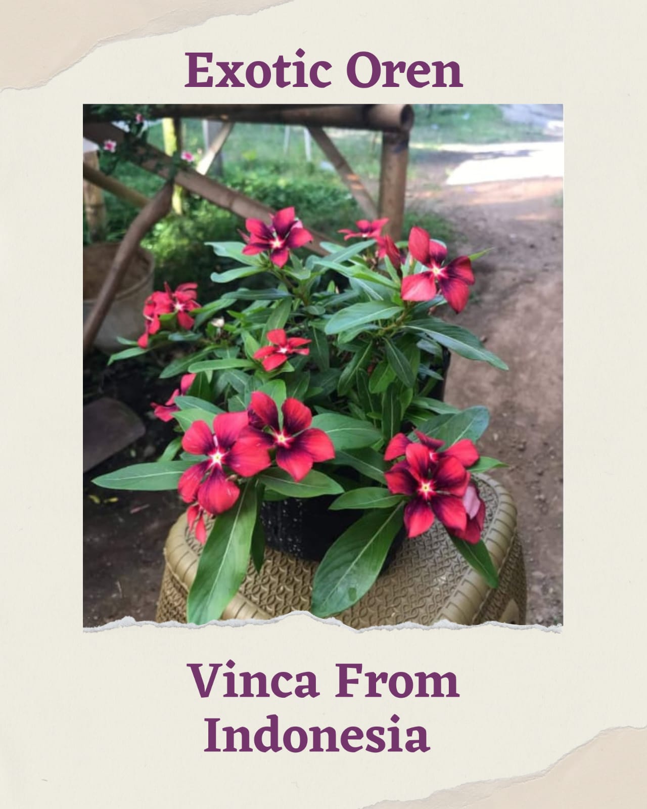 Varietas Premium Vinca Seeds Exotic Orange (1 pack contain 100,50 & 20 Seeds)