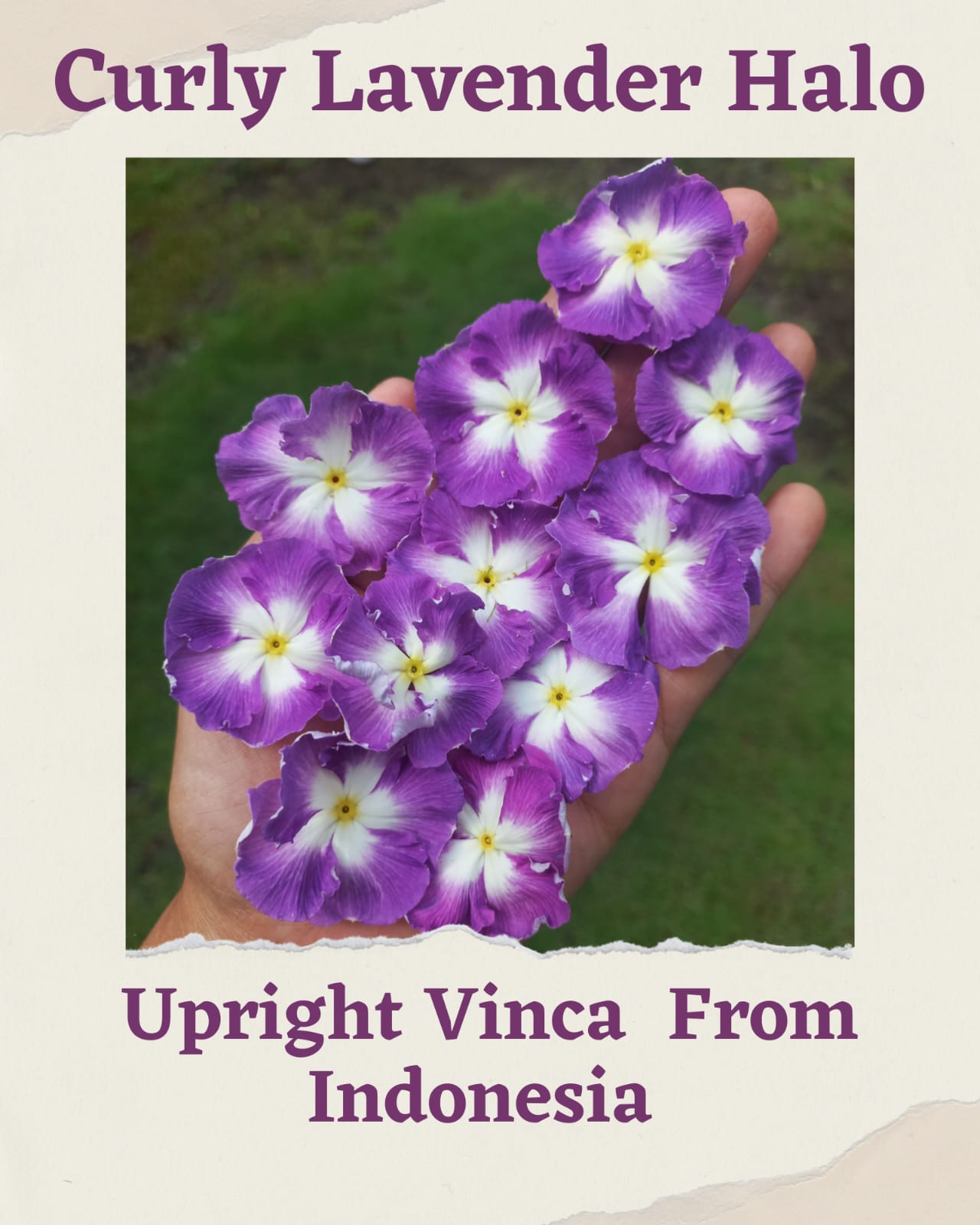 Varietas Premium Vinca Seeds Curly Lavender Halo (1 pack contain 100,50 & 20 Seeds)