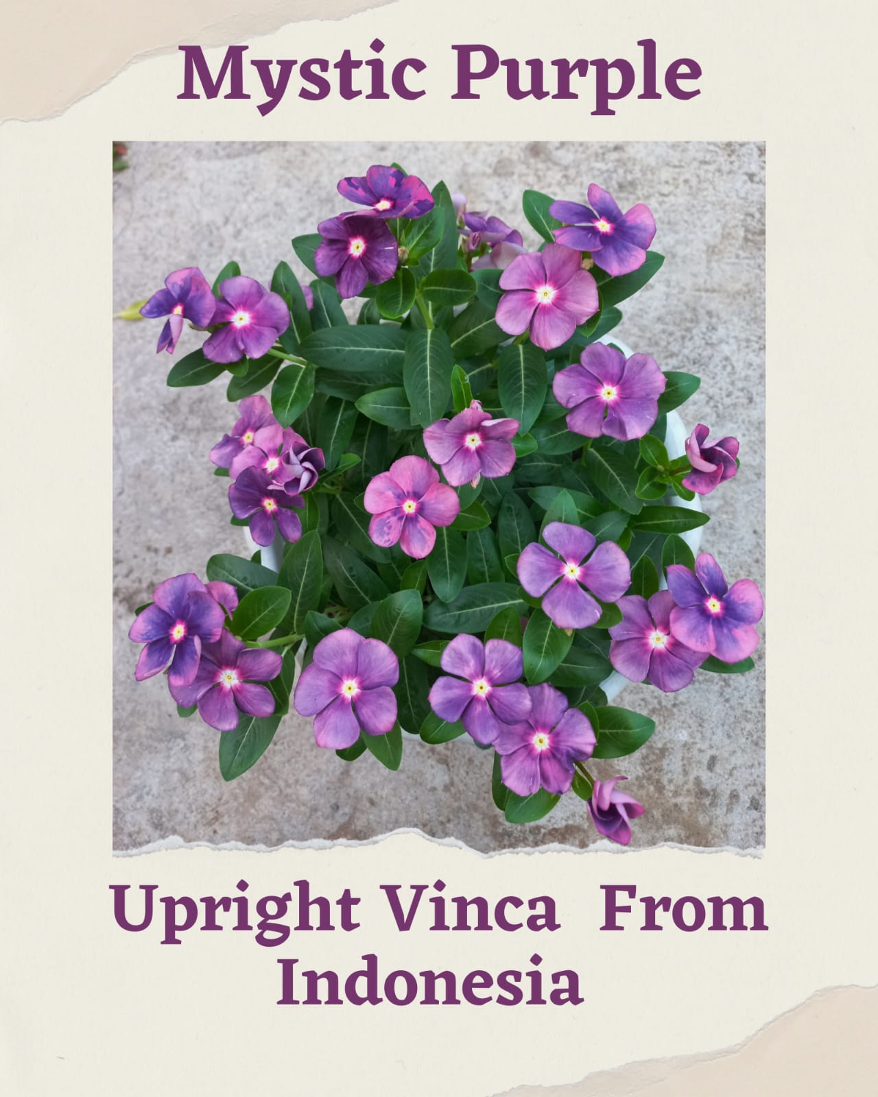 Varietas Premium Vinca Seeds Mystic Purple (1 pack contain 100,50 & 20 Seeds)