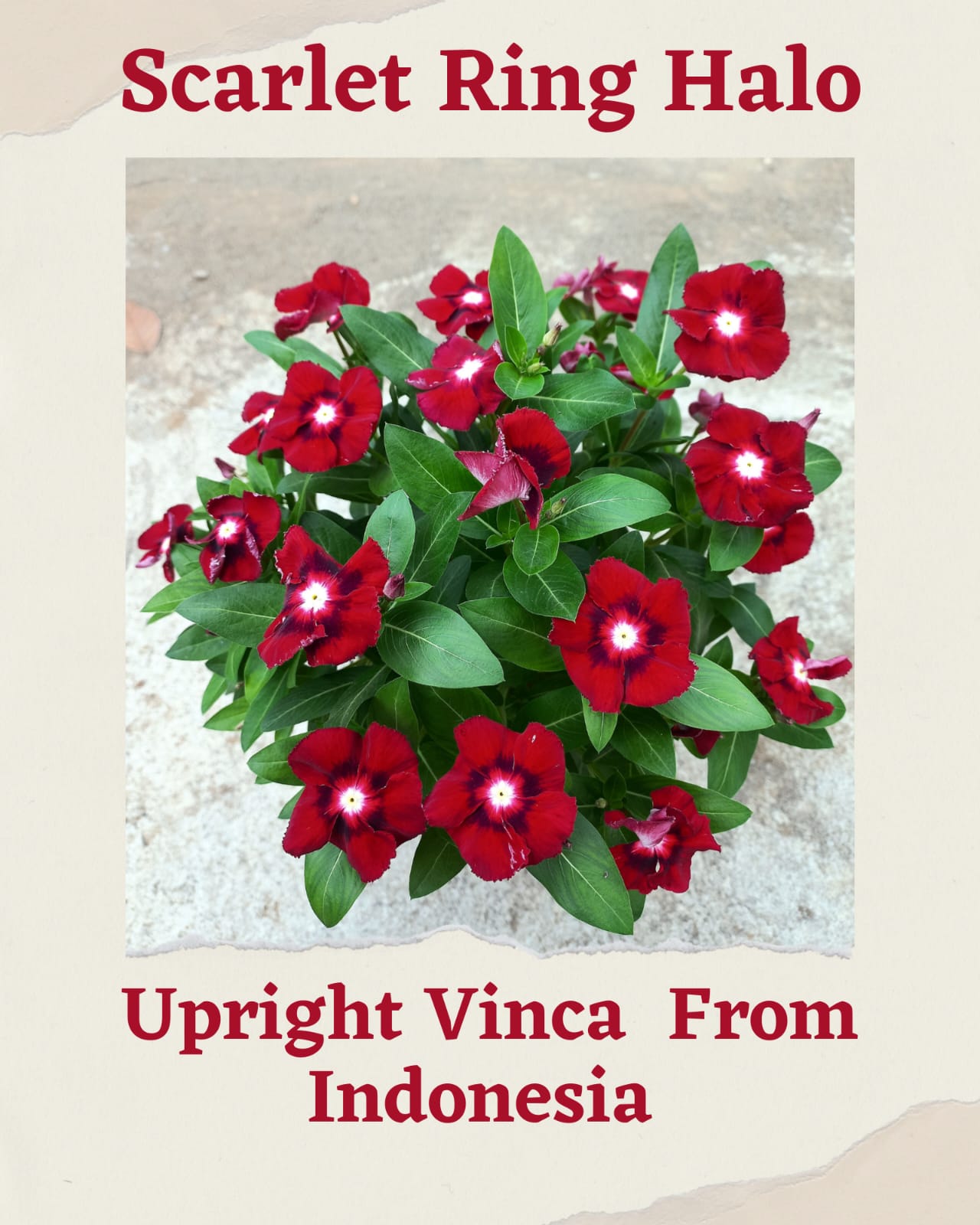Varietas Premium Vinca Seeds Scarlet Ring Halo(1 pack contain 100,50 & 20 Seeds)