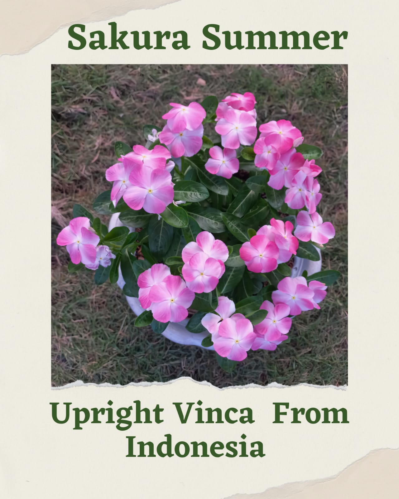Varietas Premium Vinca Seeds Sakura Summer (1 pack contain 100,50 & 20 Seeds)