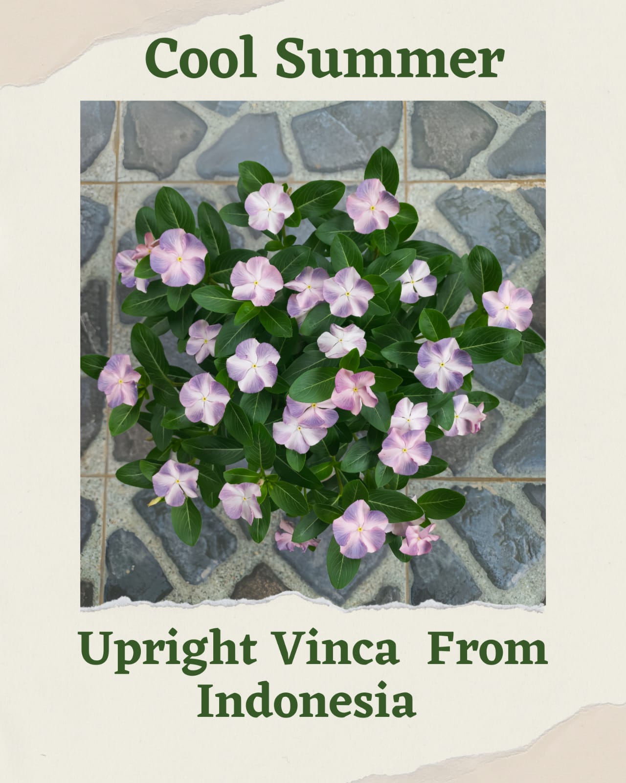 Varietas Premium Vinca Seeds Cool Summer (1 pack contain 100,50 & 20 Seeds)