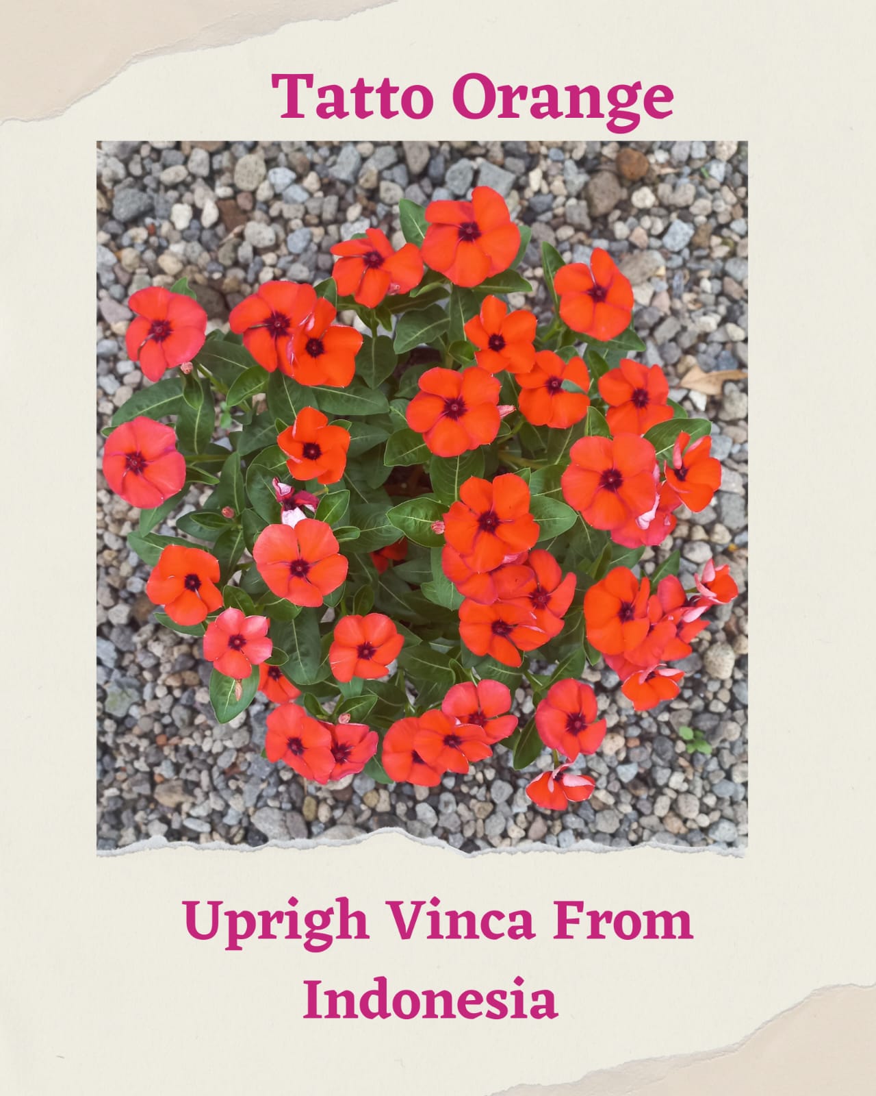 Varietas Premium Vinca Seeds Tattoo Orange(1 pack contain 100,50 & 20 Seeds)