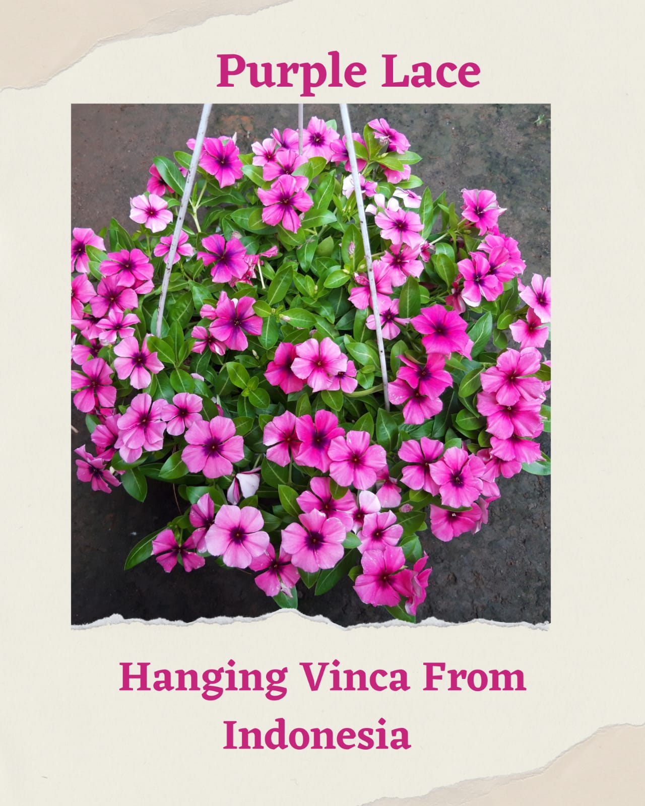Varietas Premium Vinca Seeds Purple Lace (1 pack contain 100,50 & 20 Seeds)
