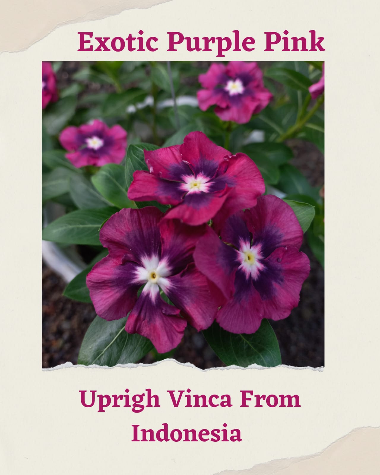 Varietas Premium Vinca Seeds Exotic Purple Pink (1 pack contain 100,50 & 20 Seeds)