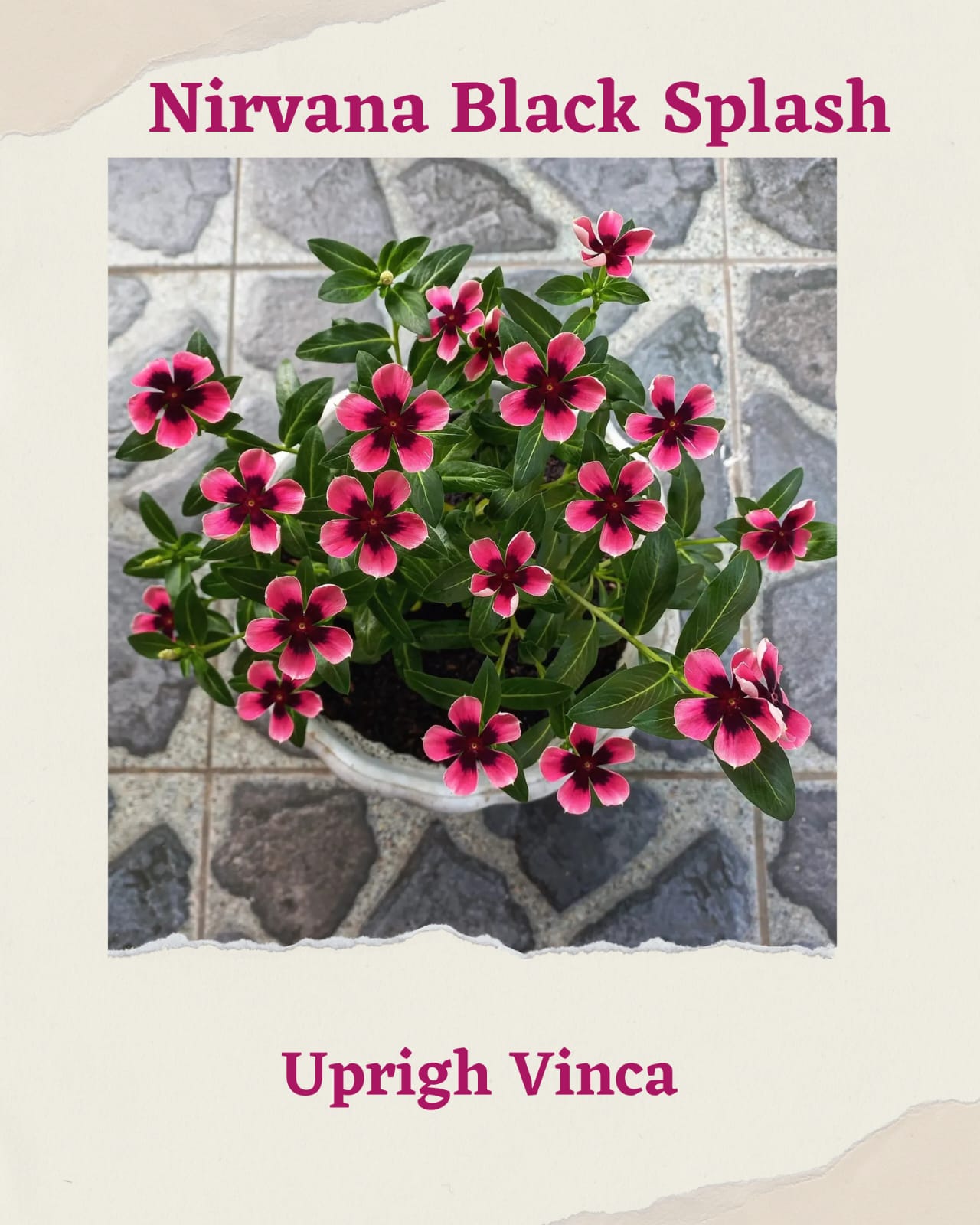 Varietas Premium Vinca Seeds Nirvana Black Splash (1 pack contain 100,50 & 20 Seeds)