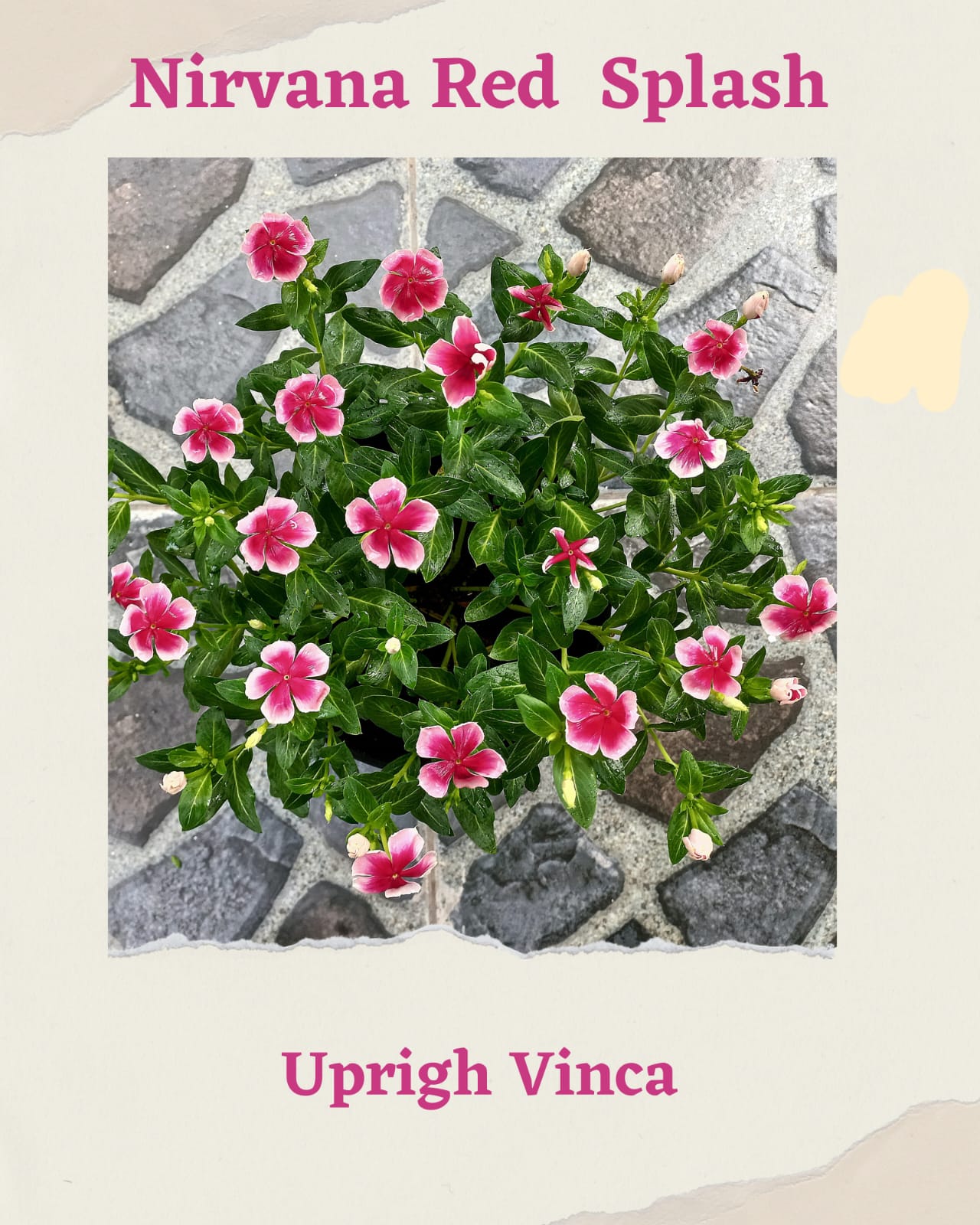 Varietas Premium Vinca Seeds Nirvana Red Splash (1 pack contain 100,50 & 20 Seeds)