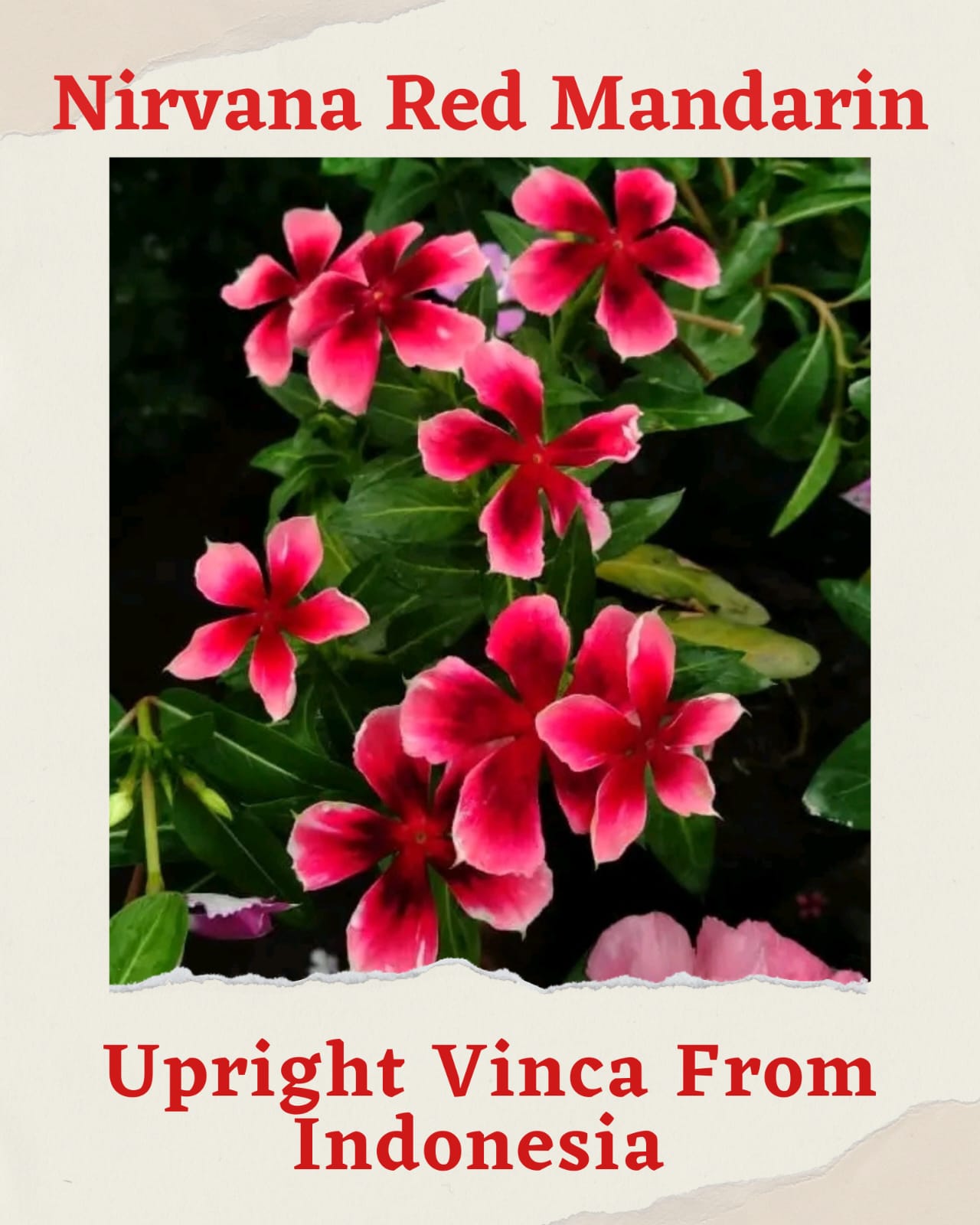 Varietas Premium Vinca Seeds Nirvana Red Mandarin (1 pack contain 100,50 & 20 Seeds)