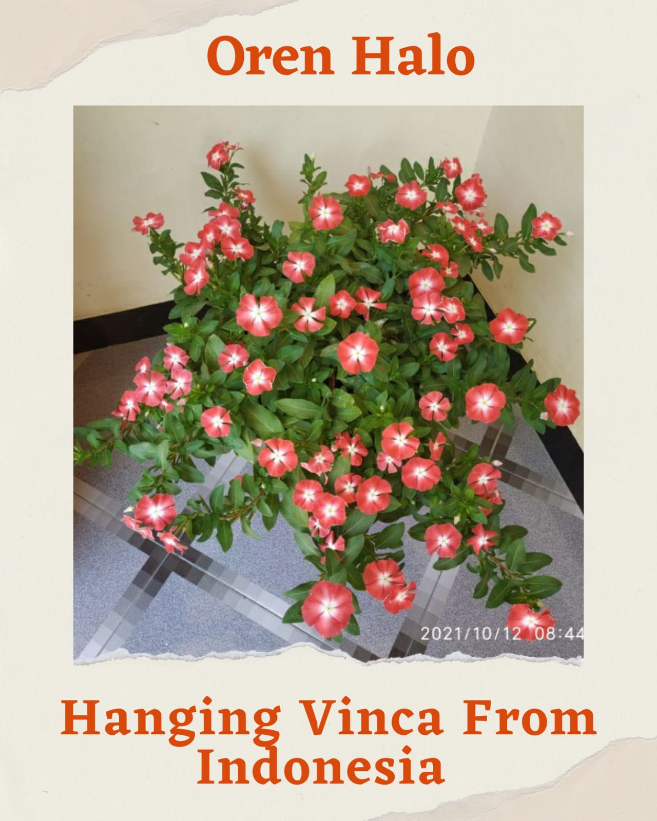 Varietas Premium Vinca Seeds Orange Halo (1 pack contain 100,50 & 20 Seeds)