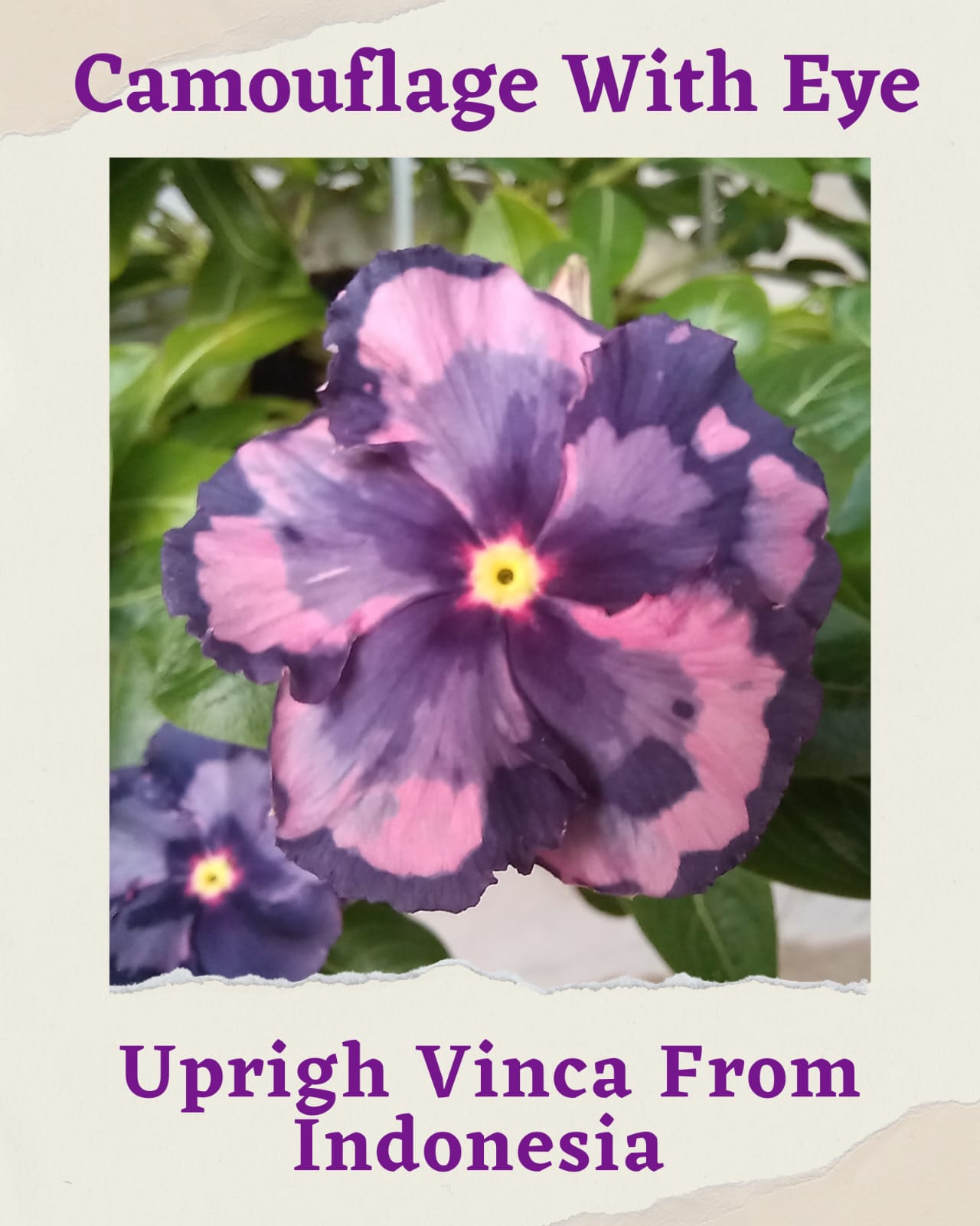 Varietas Premium Vinca Seeds Rare Camouflage With Aye (1 pack contain 100,50 & 20 Seeds)