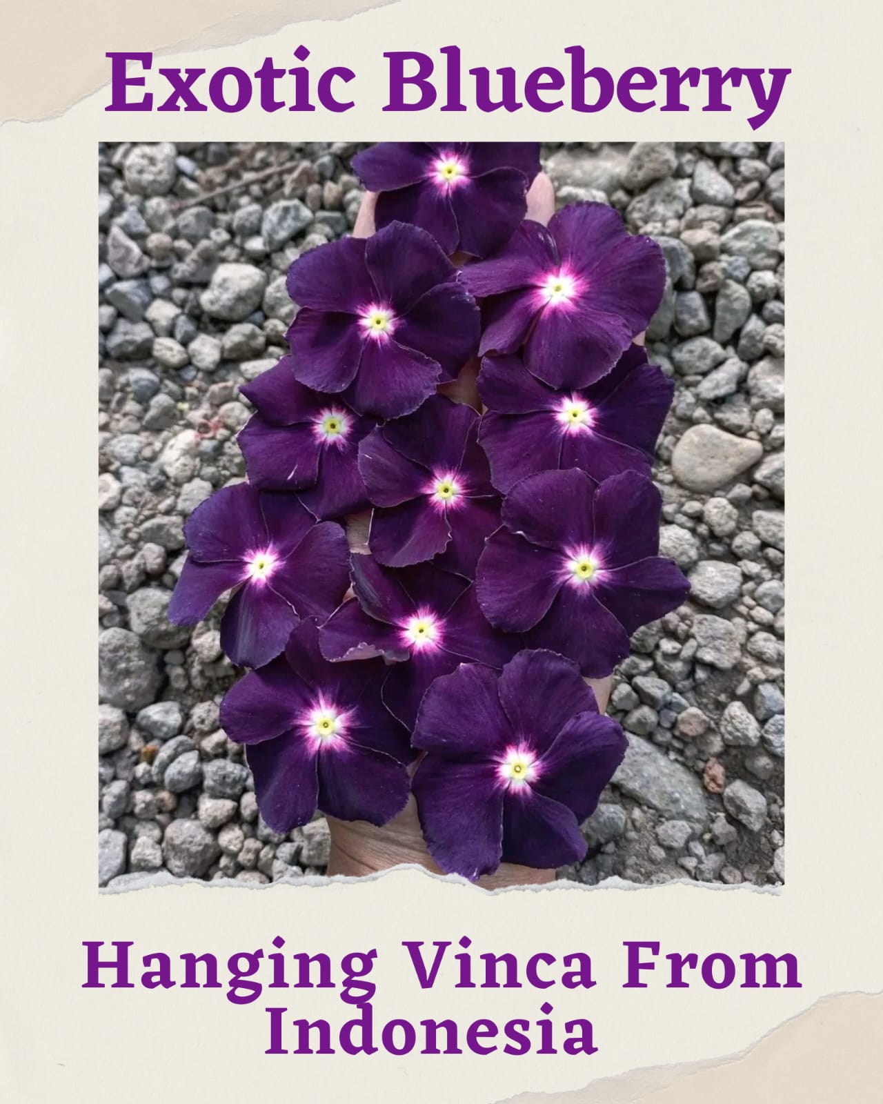 Varietas Premium Vinca Seeds Exotic Blueberry(1 pack contain 100,50 & 20 Seeds)