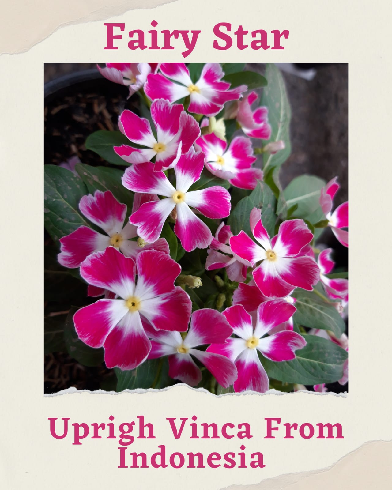Varietas Premium Vinca Seeds Fairy Star (1 pack contain 100,50 & 20 Seeds)