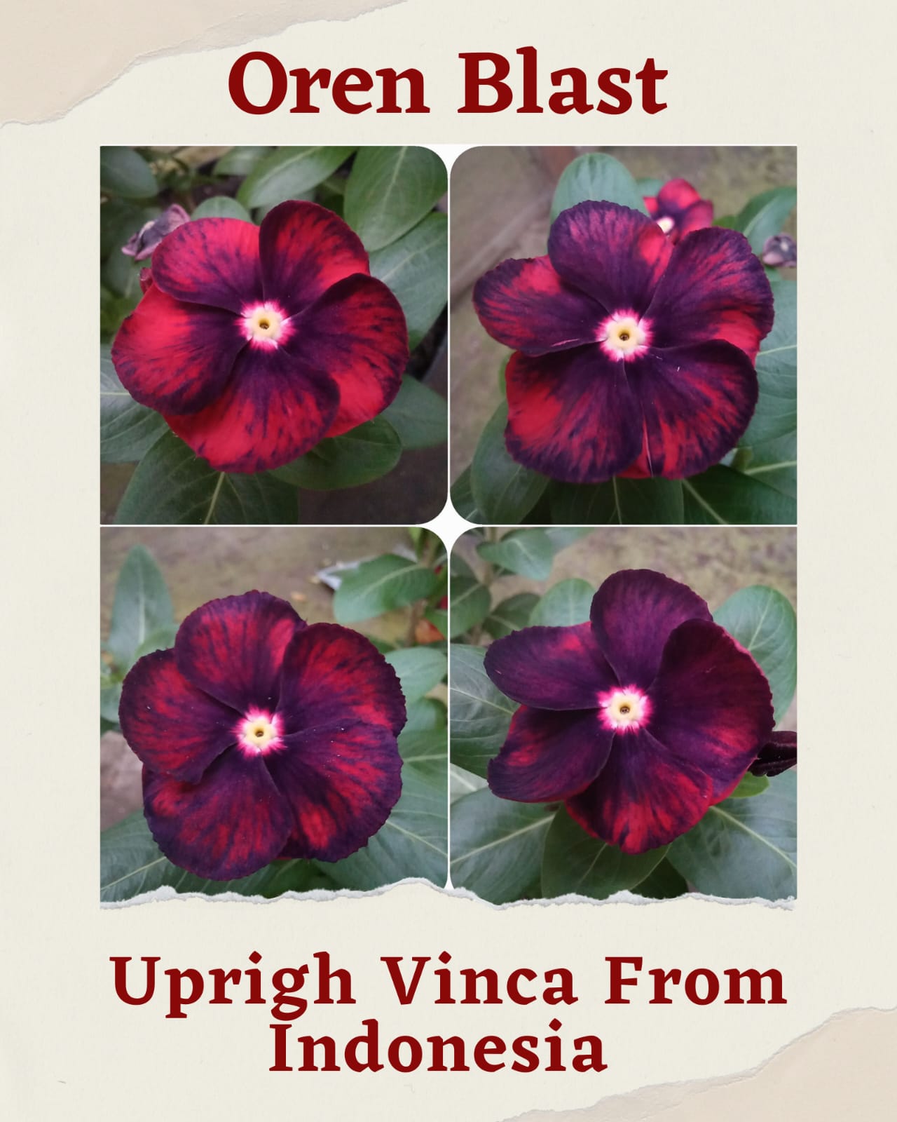 Varietas Premium Vinca Seeds Orange Blast (1 pack contain 100,50 & 20 Seeds)