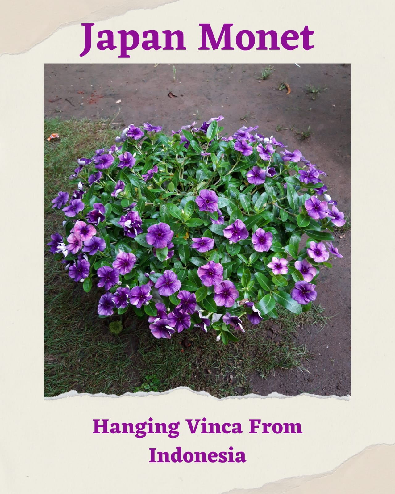 Varietas Premium Vinca Rare Hanging Japanese Monet (1 pack contain 100,50 & 20 Seeds)