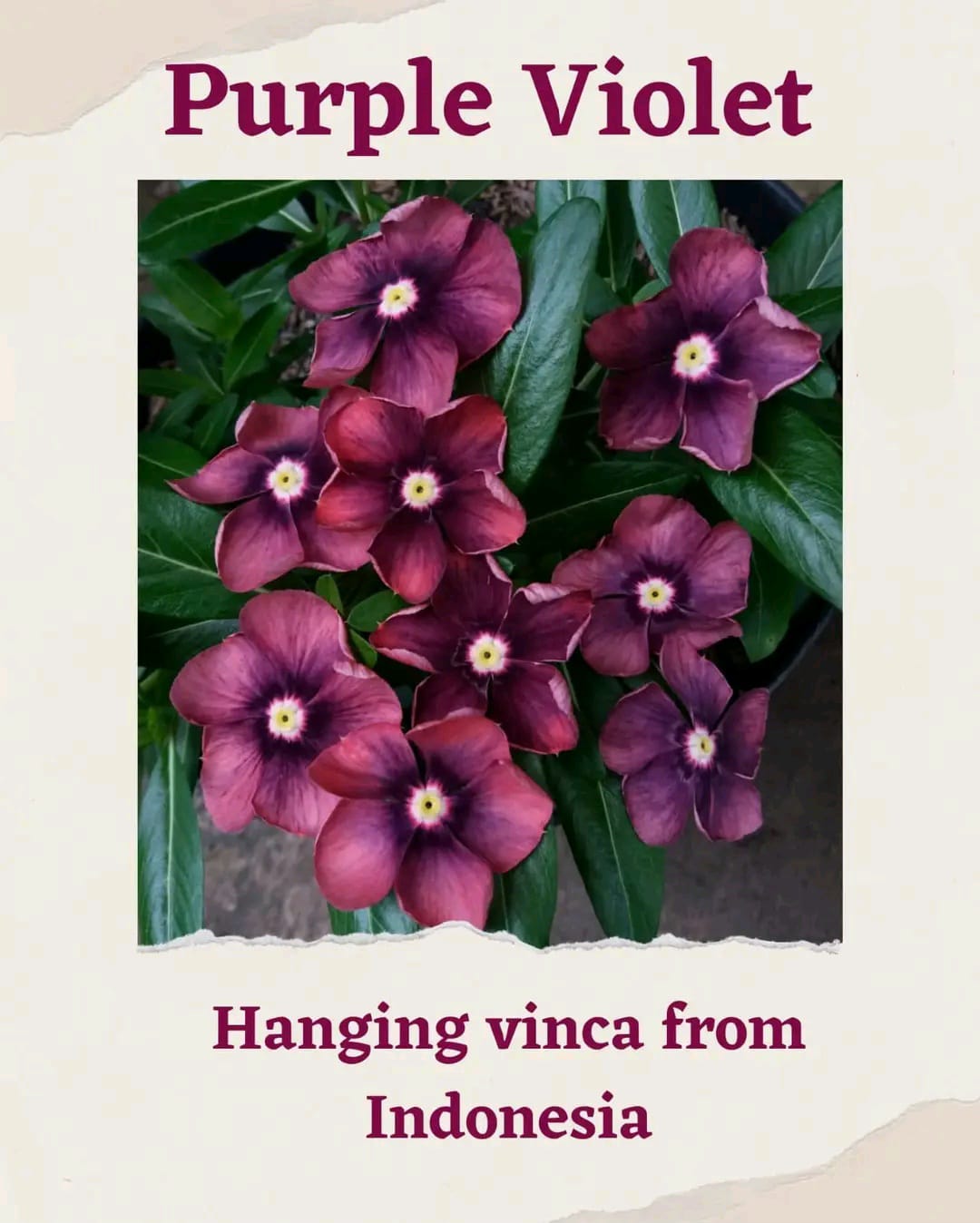 Varietas Premium Vinca Seeds Purple Violet (1 pack contain 100,50 & 20 Seeds)