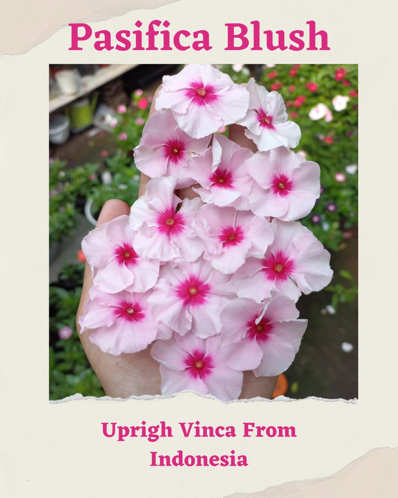 Varietas Premium Vinca Pasifica Xp Blush (1 pack contain 100,50 & 20 Seeds)