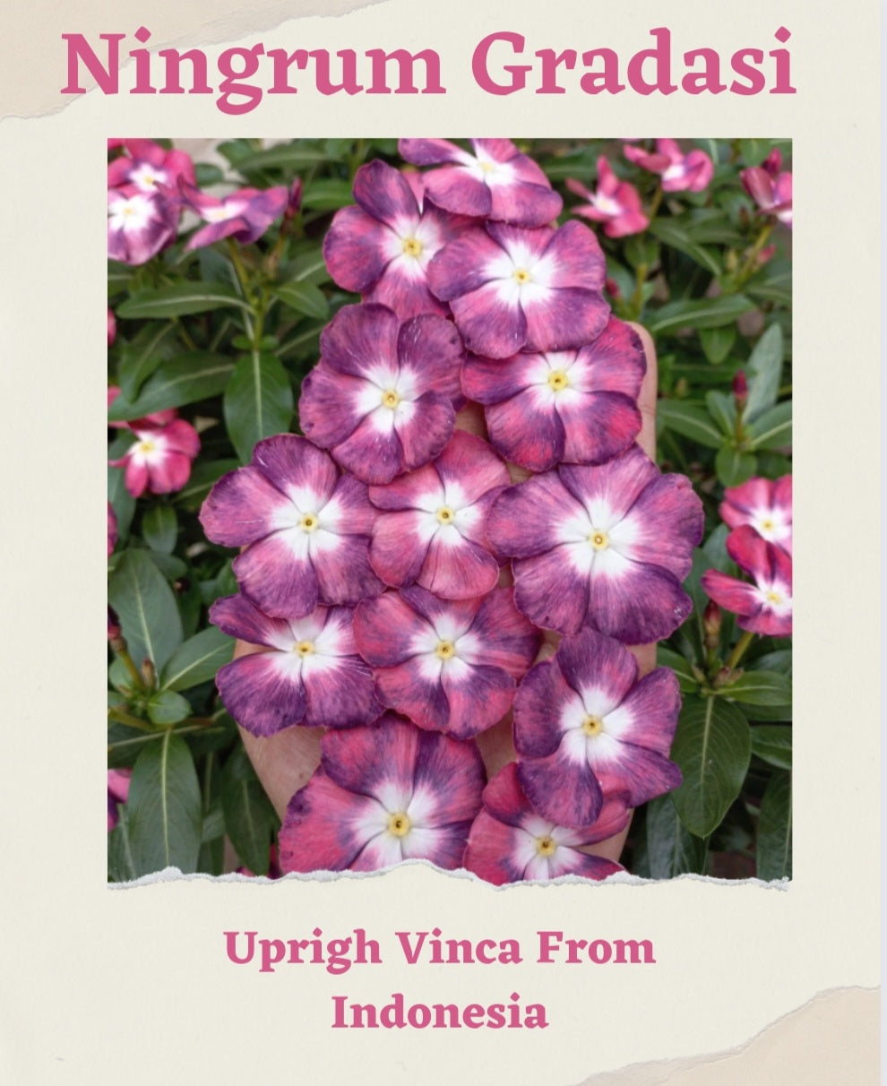 Varietas Premium Vinca Ningrum Gradasi (1 pack contain 100,50 & 20 Seeds)